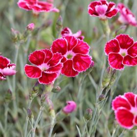   Pünkösdi szegfű – Dianthus gratianopolitanus 'Flutterburst'