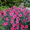 Pünkösdi szegfű – Dianthus gratianopolitanus 'Flutterburst'