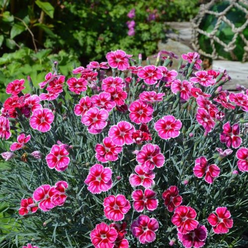 Pünkösdi szegfű – Dianthus gratianopolitanus 'Flutterburst'