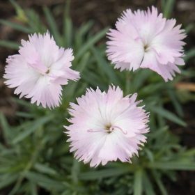 Pünkösdi szegfű – Dianthus gratianopolitanus 