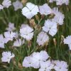 Pünkösdi szegfű – Dianthus gratianopolitanus 