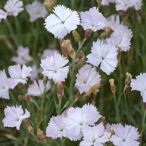 Pünkösdi szegfű – Dianthus gratianopolitanus 