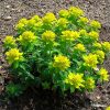 Pompás kutyatej – Euphorbia polychroma