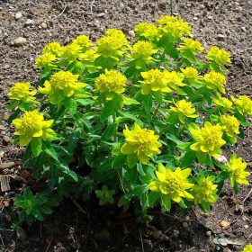 Pompás kutyatej – Euphorbia polychroma