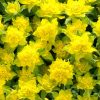 Pompás kutyatej – Euphorbia polychroma