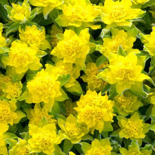 Pompás kutyatej – Euphorbia polychroma