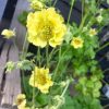 Gyömbérgyökér – Geum 'Banana Daiquiri'