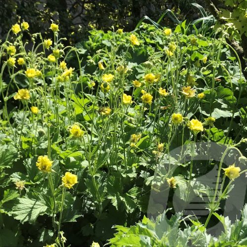 Gyömbérgyökér – Geum 'Banana Daiquiri'