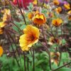 Gyömbérgyökér – Geum 'Carlskaer'