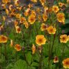 Gyömbérgyökér – Geum 'Carlskaer'