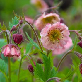 Gyömbérgyökér – Geum 'East of Eden'