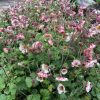 Gyömbérgyökér – Geum 'East of Eden'