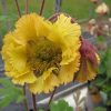 Gyömbérgyökér – Geum 'Fluffy Yellow'