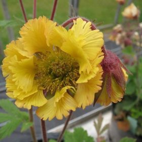 Gyömbérgyökér – Geum 'Fluffy Yellow'