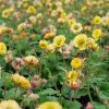 Gyömbérgyökér – Geum 'Fluffy Yellow'