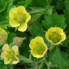 Gyömbérgyökér – Geum 'Lemon Drops'
