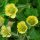 Gyömbérgyökér – Geum 'Lemon Drops'