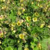 Gyömbérgyökér – Geum 'Lemon Drops'