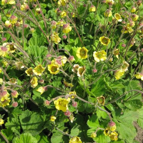 Gyömbérgyökér – Geum 'Lemon Drops'