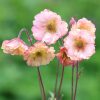 Gyömbérgyökér – Geum 'Smokey Peach'