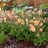 Gyömbérgyökér – Geum 'Smokey Peach'