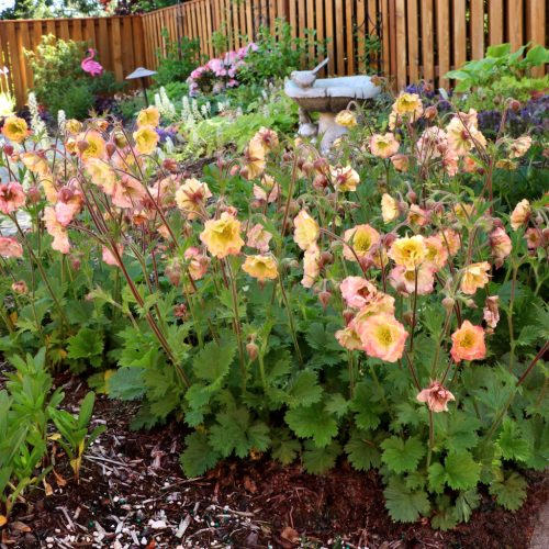 Gyömbérgyökér – Geum 'Smokey Peach'