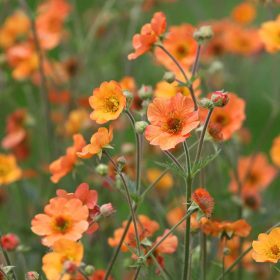 Gyömbérgyökér – Geum 'Totally Tangerine'