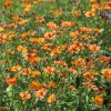 Gyömbérgyökér – Geum 'Totally Tangerine'