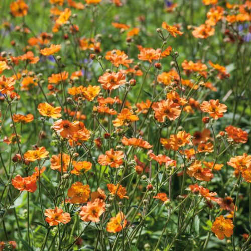 Gyömbérgyökér – Geum 'Totally Tangerine'