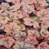 Tűzeső – Heuchera 'Changeling'