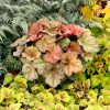 Tűzeső – Heuchera 'Changeling'