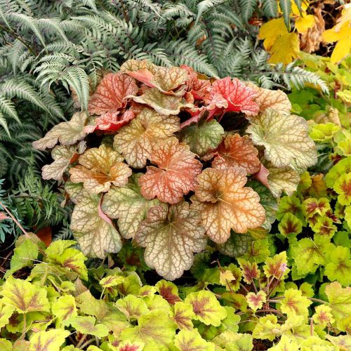 Tűzeső – Heuchera 'Changeling'