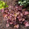 Tűzeső – Heuchera 'Cherryberry'
