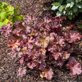 Tűzeső – Heuchera 'Cherryberry'