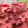 Tűzeső – Heuchera 'Cherryberry'