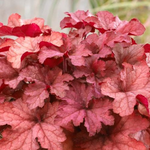 Tűzeső – Heuchera 'Cherryberry'