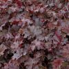 Tűzeső – Heuchera 'Chocolate Ruffles'