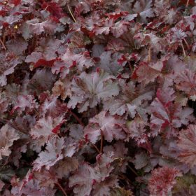 Tűzeső – Heuchera 'Chocolate Ruffles'