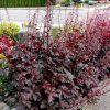 Tűzeső – Heuchera 'Chocolate Ruffles'