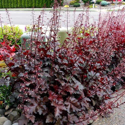 Tűzeső – Heuchera 'Chocolate Ruffles'