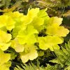 Tűzeső – Heuchera 'Citronelle'