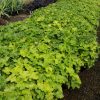 Tűzeső – Heuchera 'Citronelle'