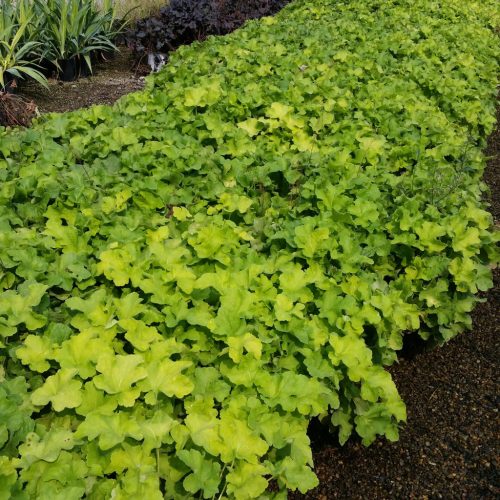 Tűzeső – Heuchera 'Citronelle'