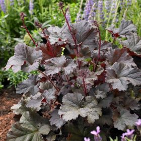 Tűzeső – Heuchera 'Dark Secret'