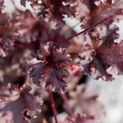 Tűzeső – Heuchera 'Dark Secret'