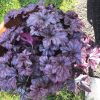 Tűzeső – Heuchera 'Forever Purple'
