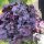 Tűzeső – Heuchera 'Forever Purple'