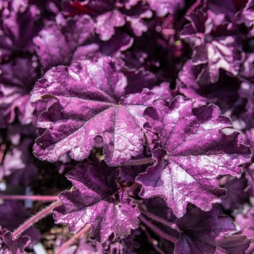 Tűzeső – Heuchera 'Forever Purple'