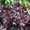 Tűzeső – Heuchera 'Obsidian'