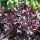 Tűzeső – Heuchera 'Obsidian'